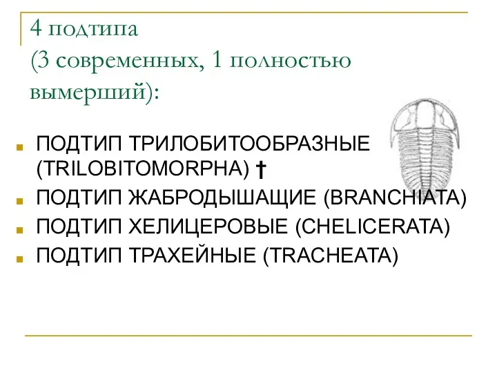 4 подтипа (3 современных, 1 полностью вымерший): ПОДТИП ТРИЛОБИТООБРАЗНЫЕ (TRILOBITOMORPHA)