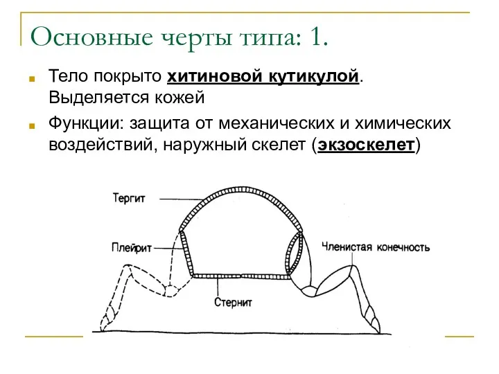 Основные черты типа: 1. Тело покрыто хитиновой кутикулой. Выделяется кожей