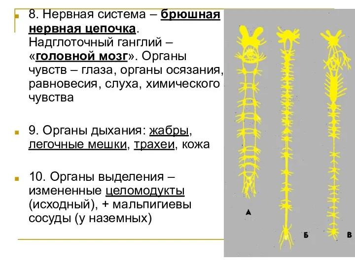 8. Нервная система – брюшная нервная цепочка. Надглоточный ганглий –