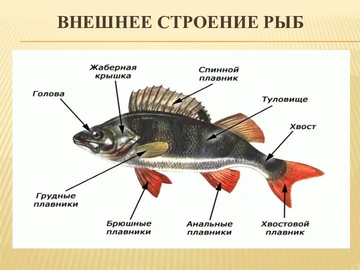 ВНЕШНЕЕ СТРОЕНИЕ РЫБ