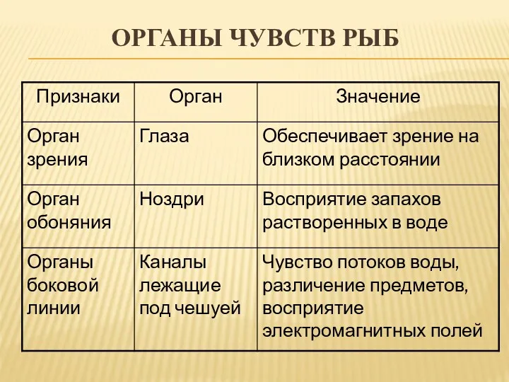 ОРГАНЫ ЧУВСТВ РЫБ