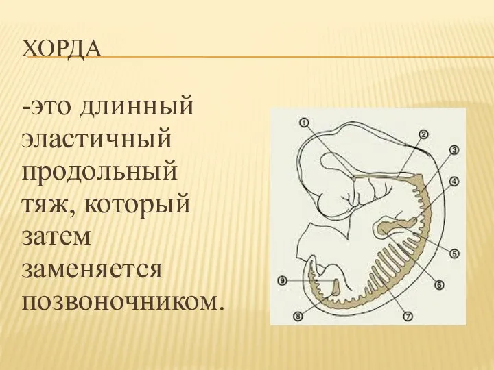 ХОРДА -это длинный эластичный продольный тяж, который затем заменяется позвоночником.