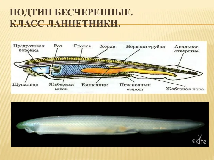 ПОДТИП БЕСЧЕРЕПНЫЕ. КЛАСС ЛАНЦЕТНИКИ.