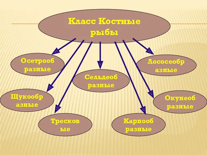Класс Костные рыбы Лососеобразные Сельдеобразные Карпообразные Тресковые Щукообразные Окунеобразные Осетрообразные