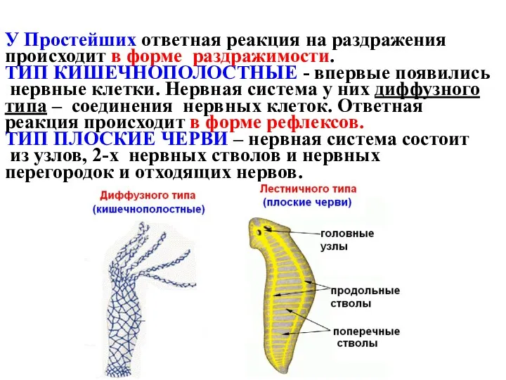 У Простейших ответная реакция на раздражения происходит в форме раздражимости.