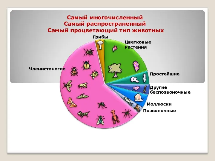 Самый многочисленный Самый распространенный Самый процветающий тип животных Цветковые Растения