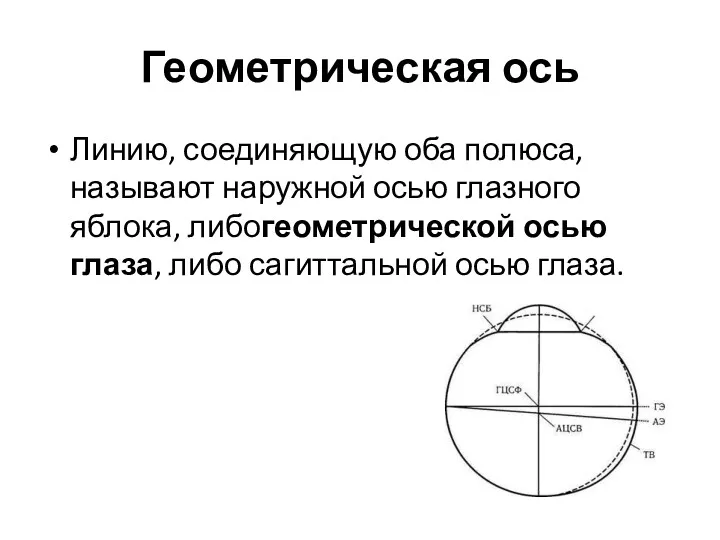 Геометрическая ось Линию, соединяющую оба полюса, называют наружной осью глазного