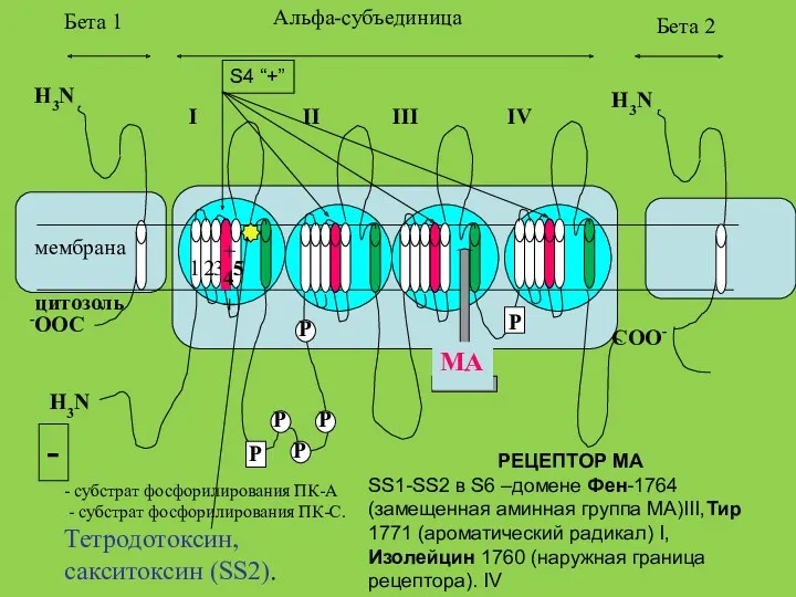 РЕЦЕПТОР МА SS1-SS2 в S6 –домене Фен-1764 (замещенная аминная группа