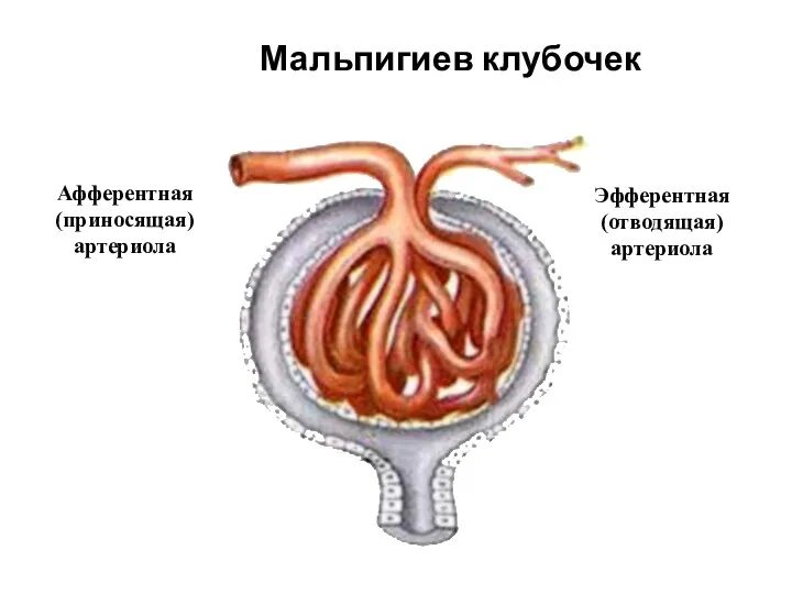 Мальпигиев клубочек Афферентная (приносящая) артериола Эфферентная (отводящая) артериола