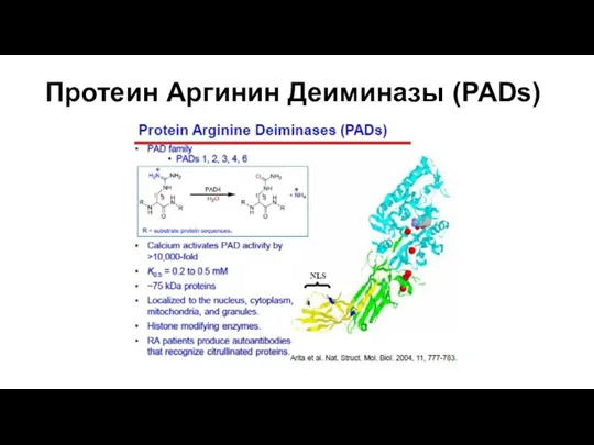 Протеин Аргинин Деиминазы (PADs)