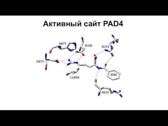 Активный сайт PAD4