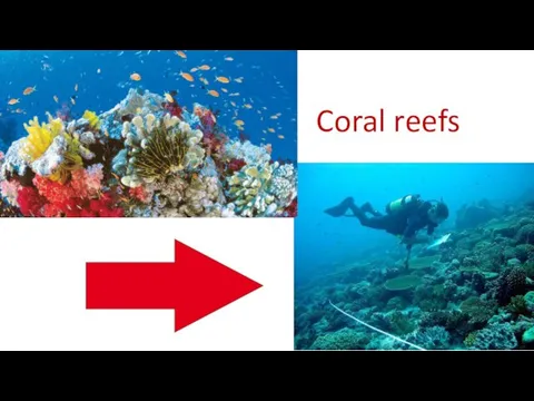 Coral reefs