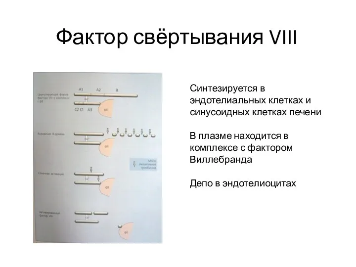 Фактор свёртывания VIII Синтезируется в эндотелиальных клетках и синусоидных клетках