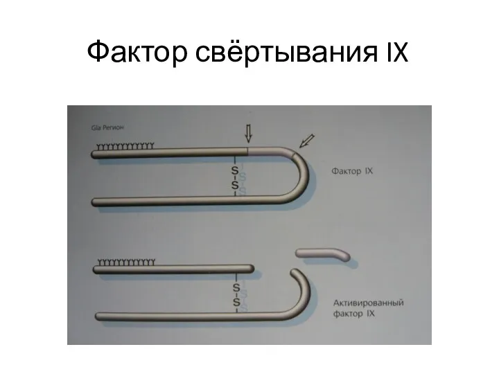 Фактор свёртывания IX