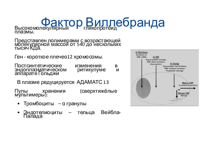 Фактор Виллебранда Высокомолекулярный гликопротеид плазмы. Представлен полимерами с возрастающей молекулярной