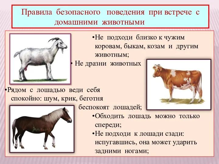 Правила безопасного поведения при встрече с домашними животными Не подходи