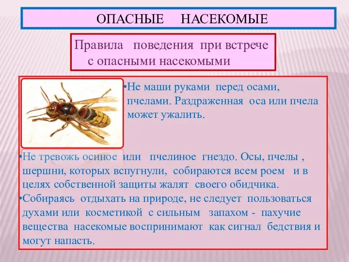 ОПАСНЫЕ НАСЕКОМЫЕ Правила поведения при встрече с опасными насекомыми Не