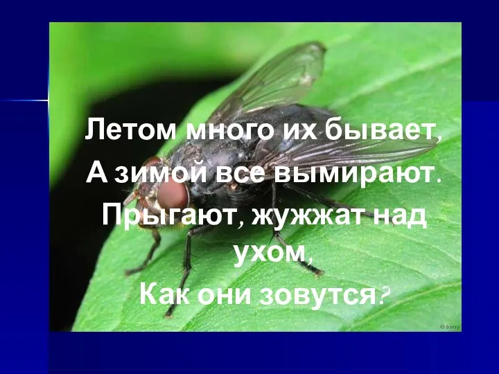 Летом много их бывает, А зимой все вымирают. Прыгают, жужжат над ухом, Как они зовутся?