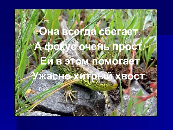 Она всегда сбегает, А фокус очень прост: Ей в этом помогает Ужасно хитрый хвост.