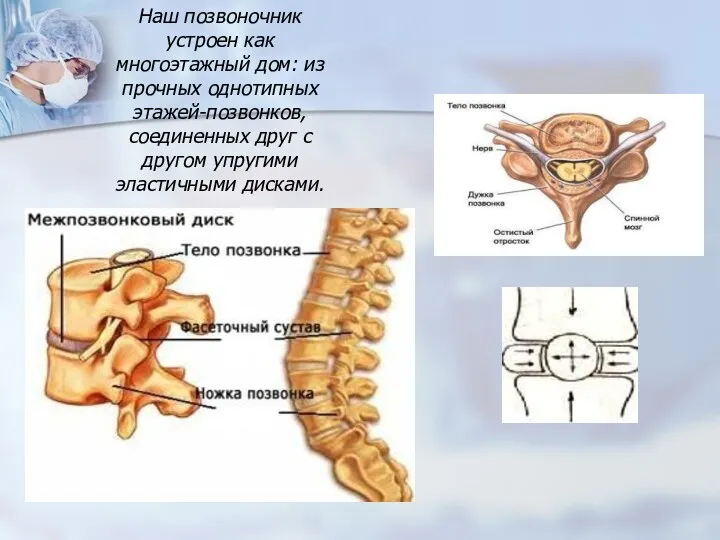 Наш позвоночник устроен как многоэтажный дом: из прочных однотипных этажей-позвонков, соединенных друг с