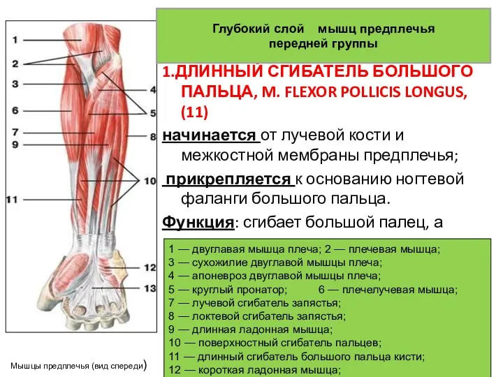 1.ДЛИННЫЙ СГИБАТЕЛЬ БОЛЬШОГО ПАЛЬЦА, M. FLEXOR POLLICIS LONGUS, (11) начинается