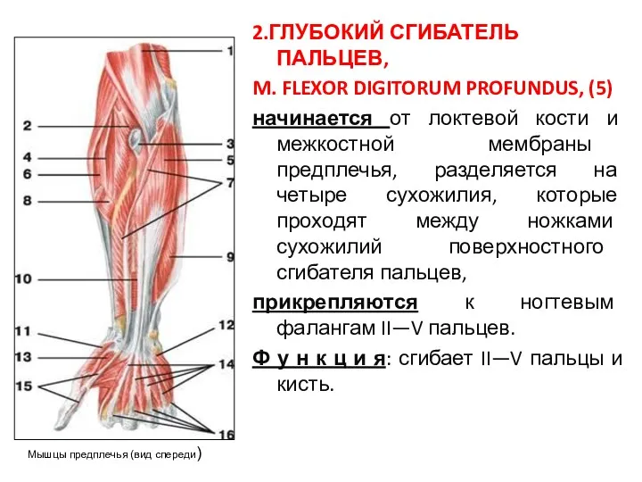 2.ГЛУБОКИЙ СГИБАТЕЛЬ ПАЛЬЦЕВ, M. FLEXOR DIGITORUM PROFUNDUS, (5) начинается от