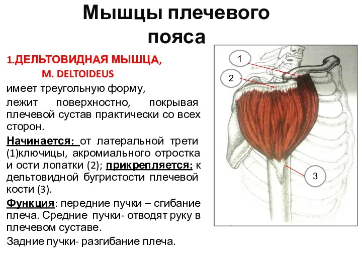 Мышцы плечевого пояса 1.ДЕЛЬТОВИДНАЯ МЫШЦА, M. DELTOIDEUS имеет треугольную форму,