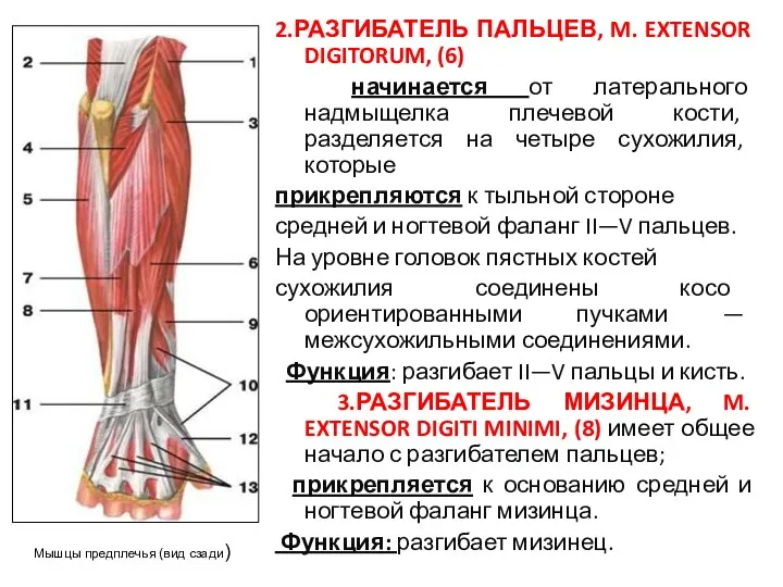 2.РАЗГИБАТЕЛЬ ПАЛЬЦЕВ, M. EXTENSOR DIGITORUM, (6) начинается от латерального надмыщелка