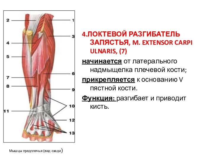 4.ЛОКТЕВОЙ РАЗГИБАТЕЛЬ ЗАПЯСТЬЯ, M. EXTENSOR CARPI ULNARIS, (7) начинается от