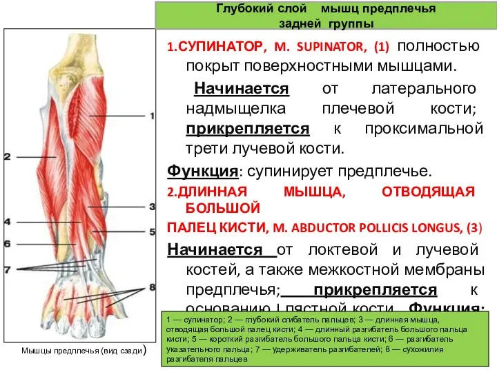 1.СУПИНАТОР, M. SUPINATOR, (1) полностью покрыт поверхностными мышцами. Начинается от