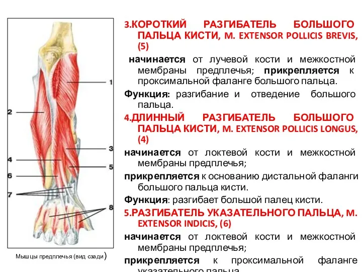 3.КОРОТКИЙ РАЗГИБАТЕЛЬ БОЛЬШОГО ПАЛЬЦА КИСТИ, M. EXTENSOR POLLICIS BREVIS, (5)