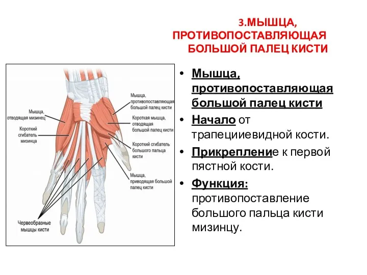 3.МЫШЦА, ПРОТИВОПОСТАВЛЯЮЩАЯ БОЛЬШОЙ ПАЛЕЦ КИСТИ Мышца, противопоставляющая большой палец кисти