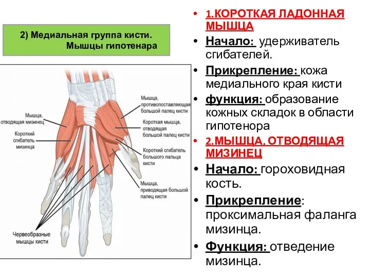 1.КОРОТКАЯ ЛАДОННАЯ МЫШЦА Начало: удерживатель сгибателей. Прикрепление: кожа медиального края