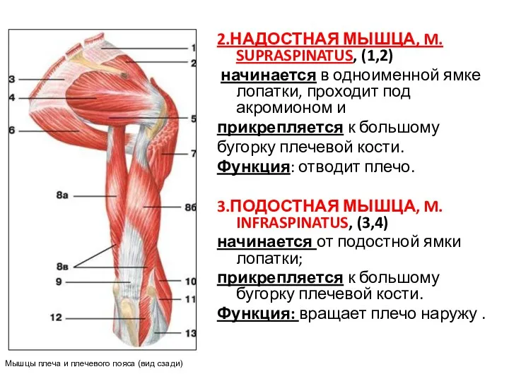 2.НАДОСТНАЯ МЫШЦА, M. SUPRASPINATUS, (1,2) начинается в одноименной ямке лопатки,