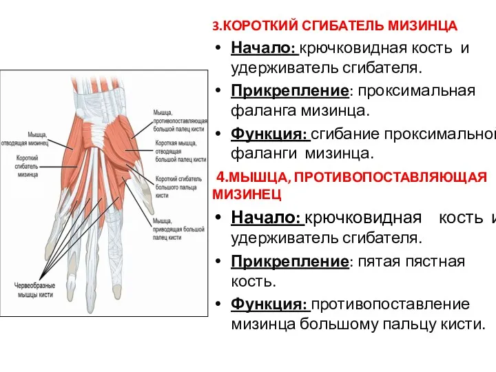 3.КОРОТКИЙ СГИБАТЕЛЬ МИЗИНЦА Начало: крючковидная кость и удерживатель сгибателя. Прикрепление: