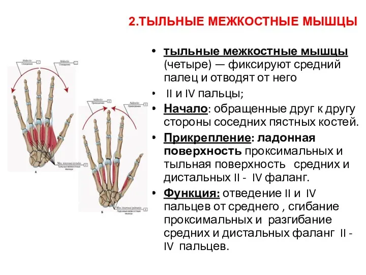 тыльные межкостные мышцы (четыре) — фиксируют средний палец и отводят