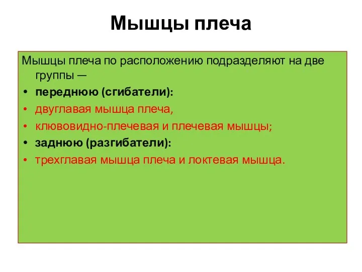 Мышцы плеча Мышцы плеча по расположению подразделяют на две группы