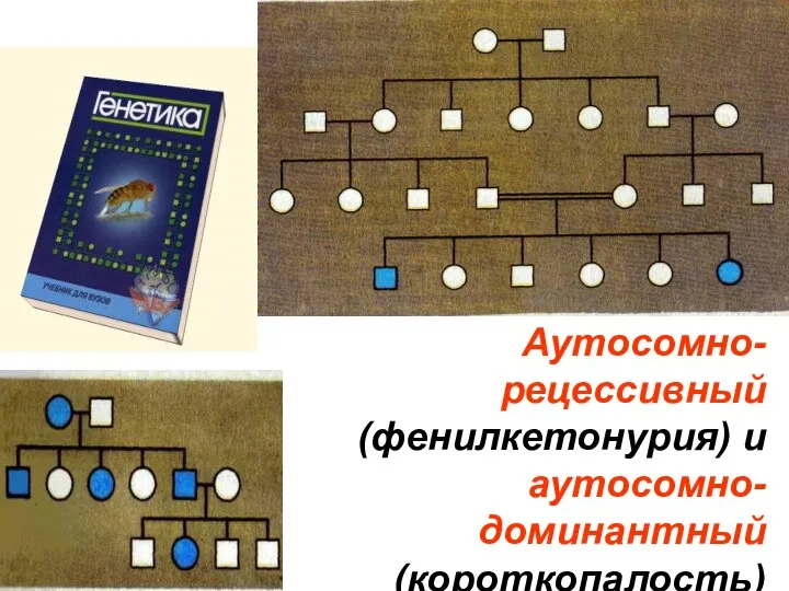 Аутосомно- рецессивный (фенилкетонурия) и аутосомно- доминантный (короткопалость) типы наследования признаков