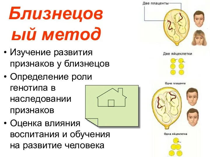 Близнецовый метод Изучение развития признаков у близнецов Определение роли генотипа