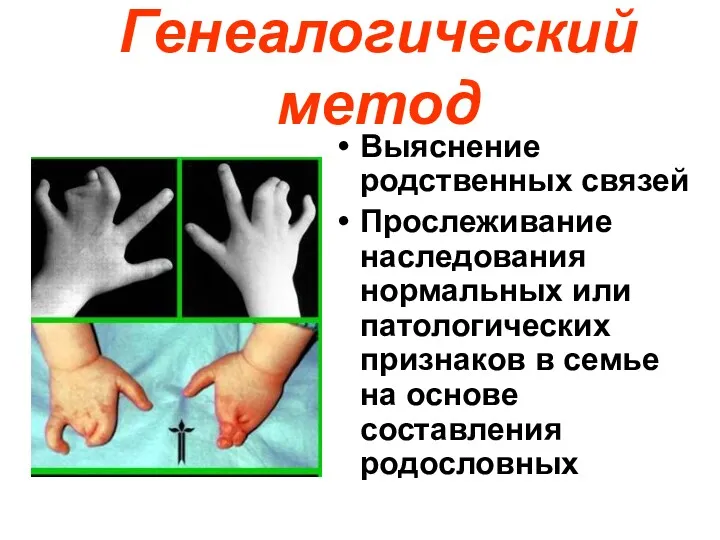 Генеалогический метод Выяснение родственных связей Прослеживание наследования нормальных или патологических