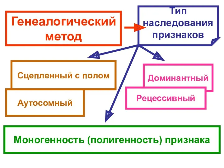 Генеалогический метод Тип наследования признаков Доминантный Рецессивный Сцепленный с полом Аутосомный Моногенность (полигенность) признака