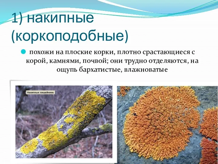 1) накипные (коркоподобные) похожи на плоские корки, плотно срастающиеся с