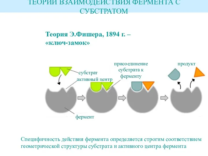 Теория Э.Фишера, 1894 г. – «ключ-замок» ТЕОРИИ ВЗАИМОДЕЙСТВИЯ ФЕРМЕНТА С