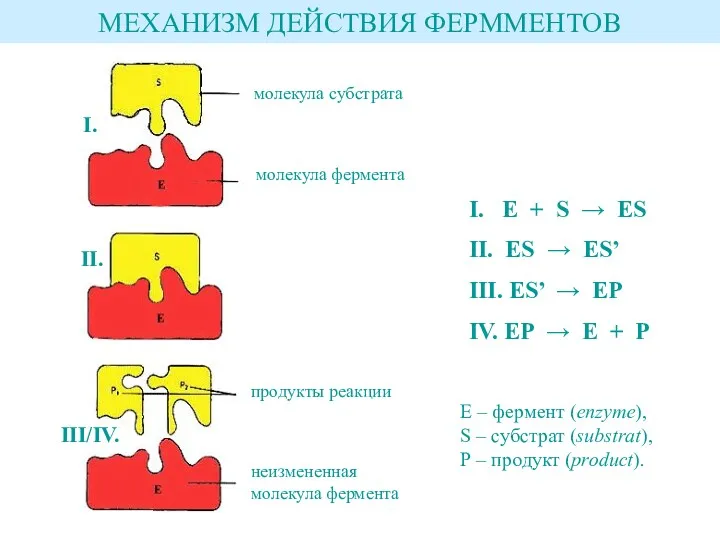 МЕХАНИЗМ ДЕЙСТВИЯ ФЕРММЕНТОВ I. E + S → ES II.