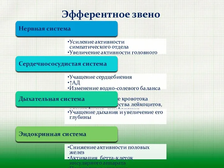 Эфферентное звено Нервная система Усиление активности симпатического отдела Увеличение активности