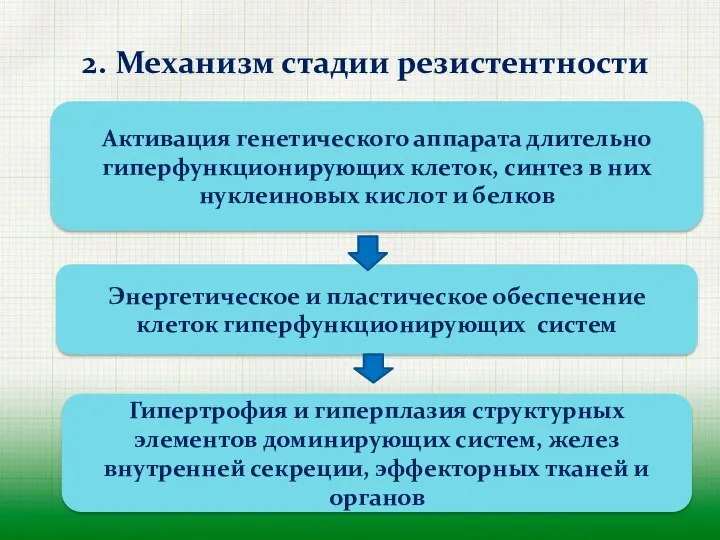 2. Механизм стадии резистентности Активация генетического аппарата длительно гиперфункционирующих клеток,