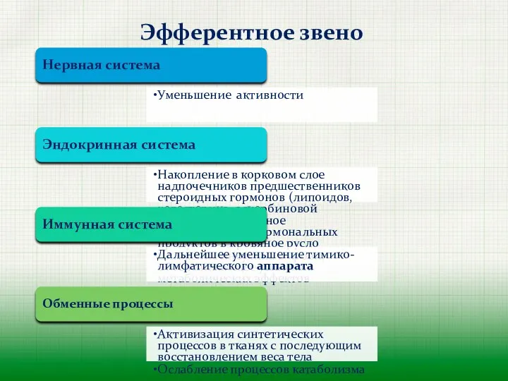 Эфферентное звено Нервная система Уменьшение активности Эндокринная система Накопление в