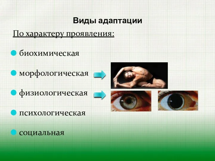 Виды адаптации По характеру проявления: биохимическая морфологическая физиологическая психологическая социальная