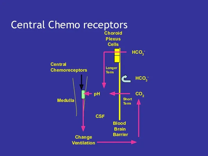 Central Chemo receptors