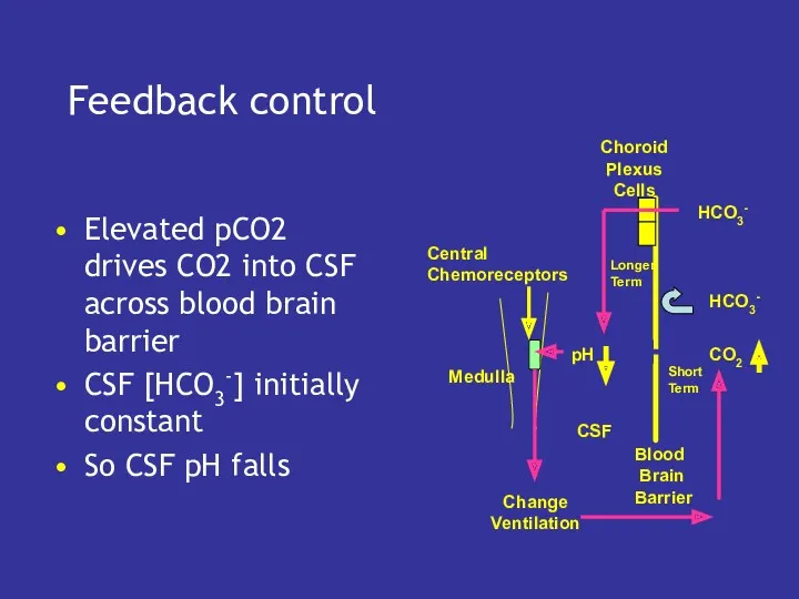 Feedback control Elevated pCO2 drives CO2 into CSF across blood brain barrier CSF